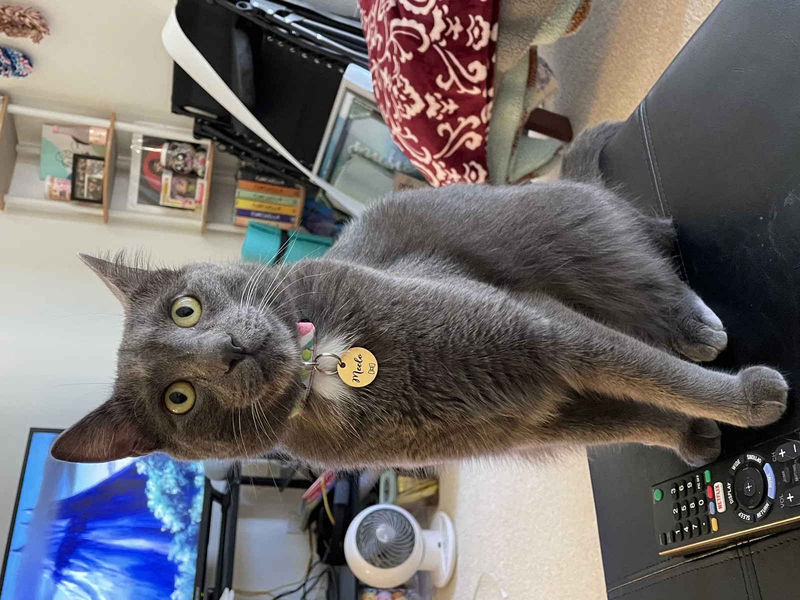 Lost cat in Irvine, CA, 92602