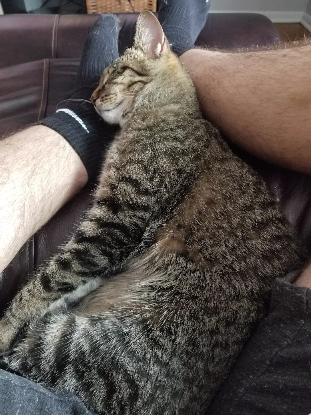 Lost cat in Palos Heights, IL, 60463
