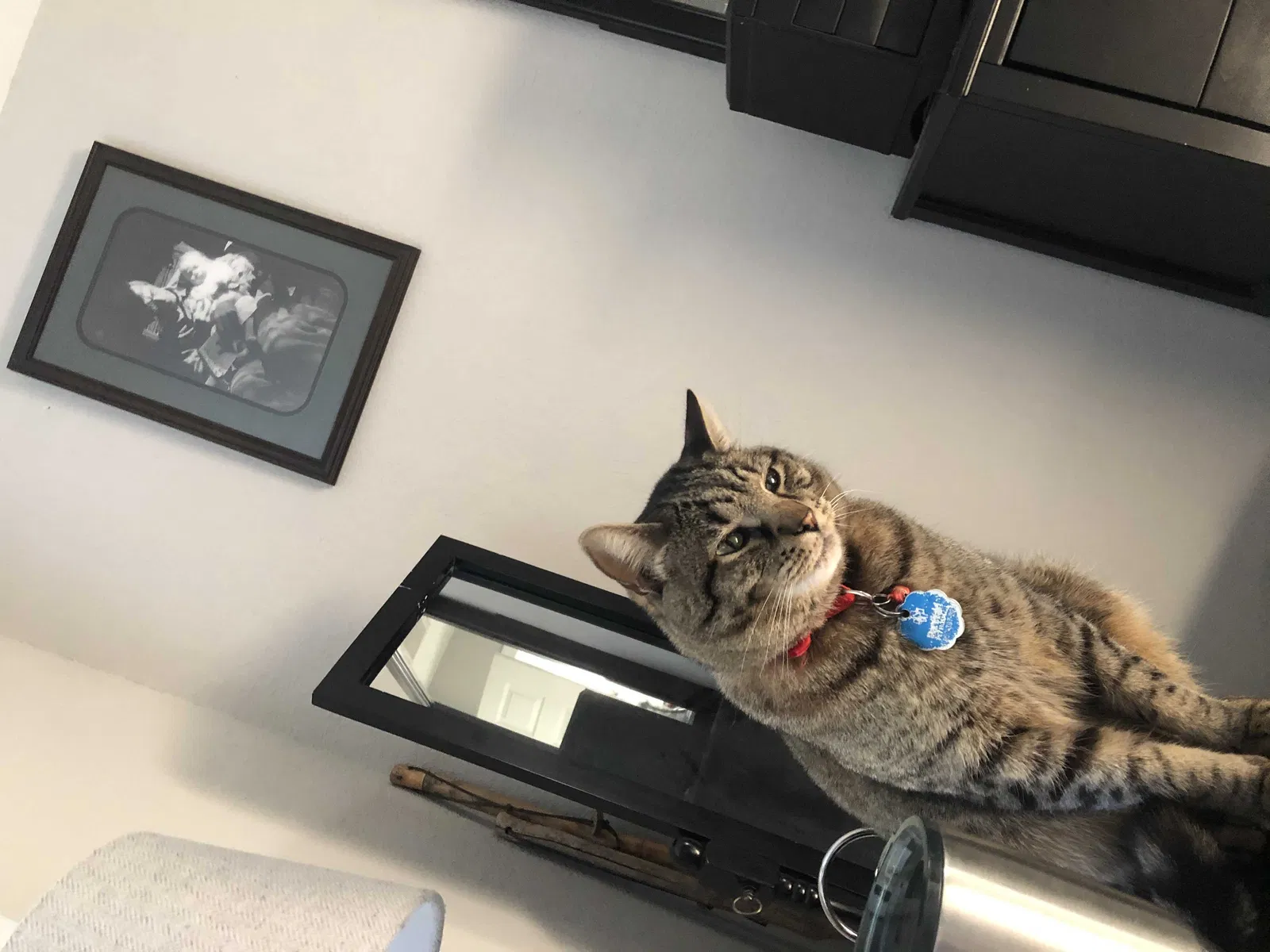 Lost cat in Naperville, IL, 60563