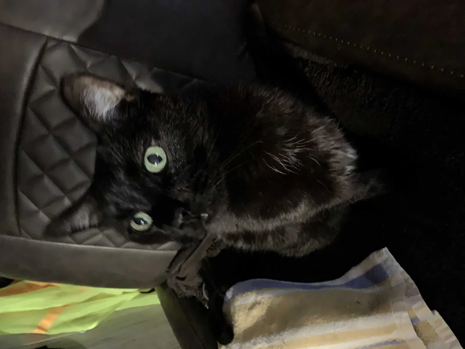 Lost cat in Los Angeles, CA, 90038