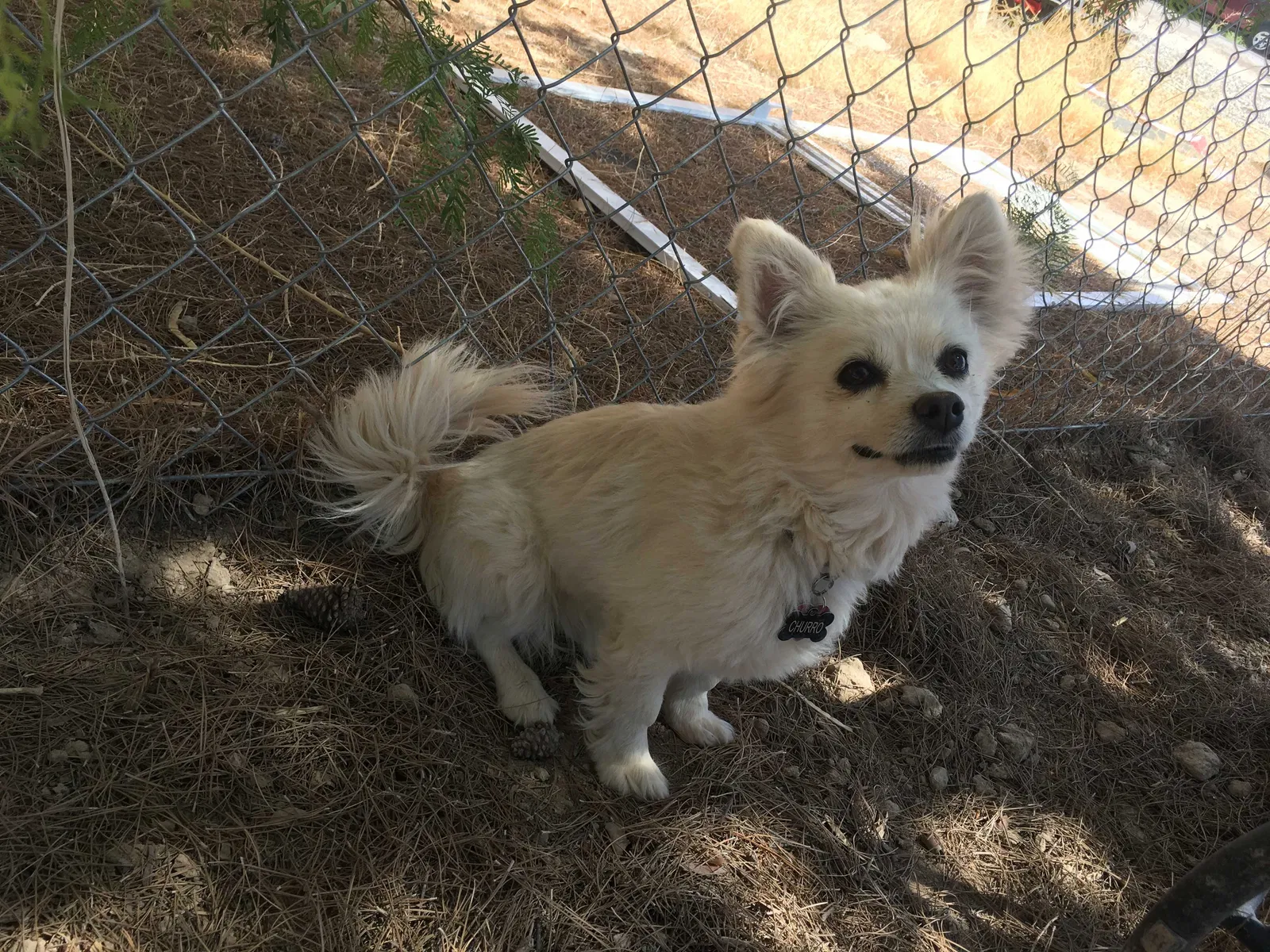 Lost dog in Pahrump, NV, 89060