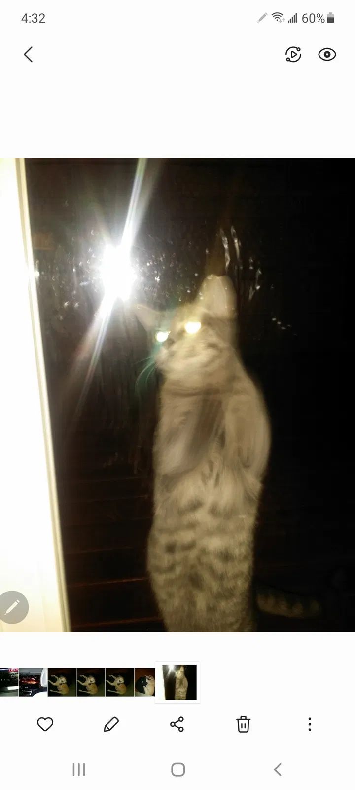 Lost cat in Crown Point, IN, 46307