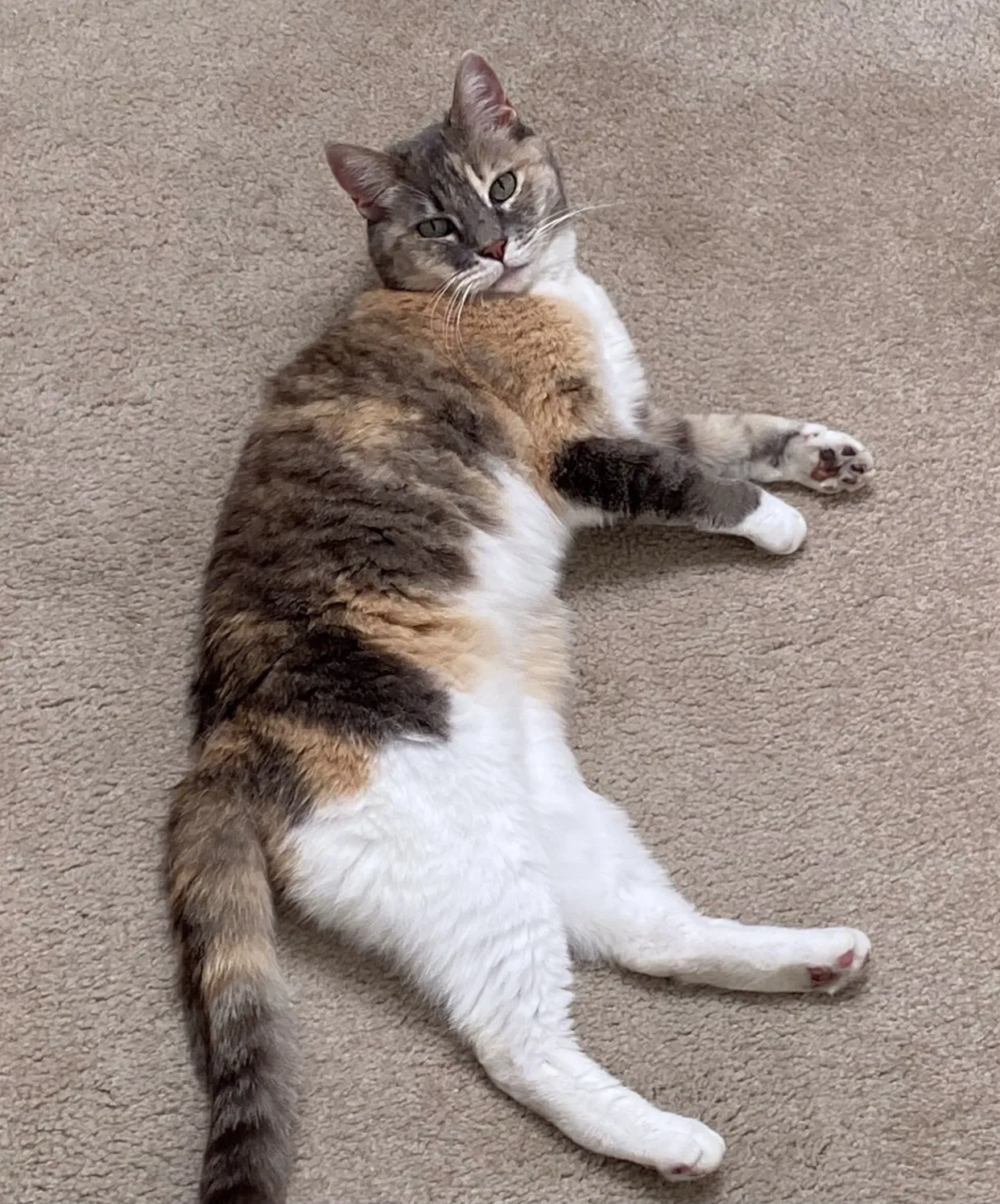Lost cat in Lafayette, CA, 94549