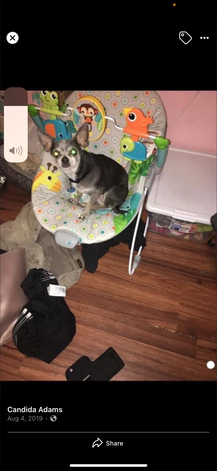 Lost dog in Pensacola, FL, 32502
