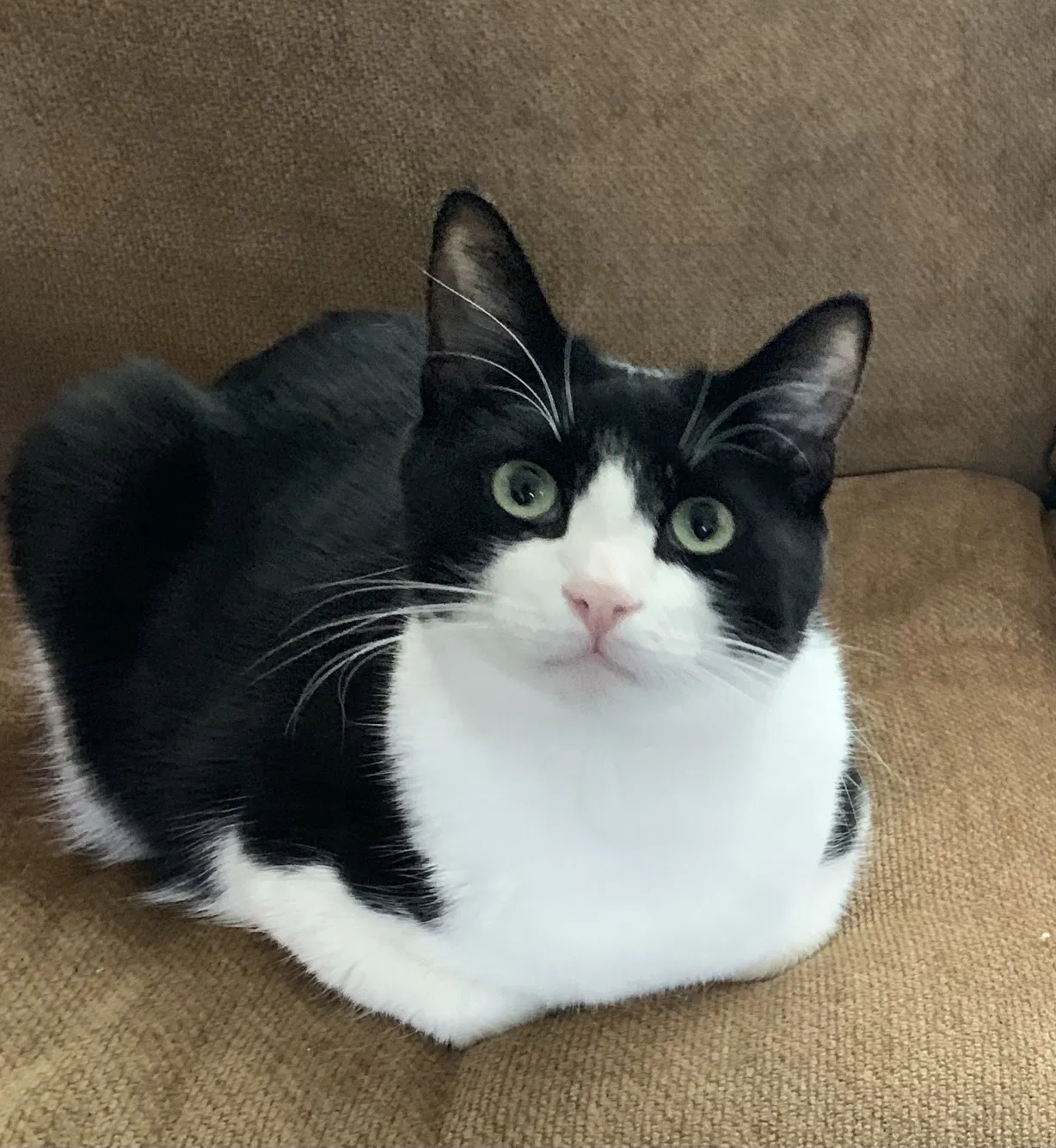 Lost cat in South San Francisco, CA, 94080