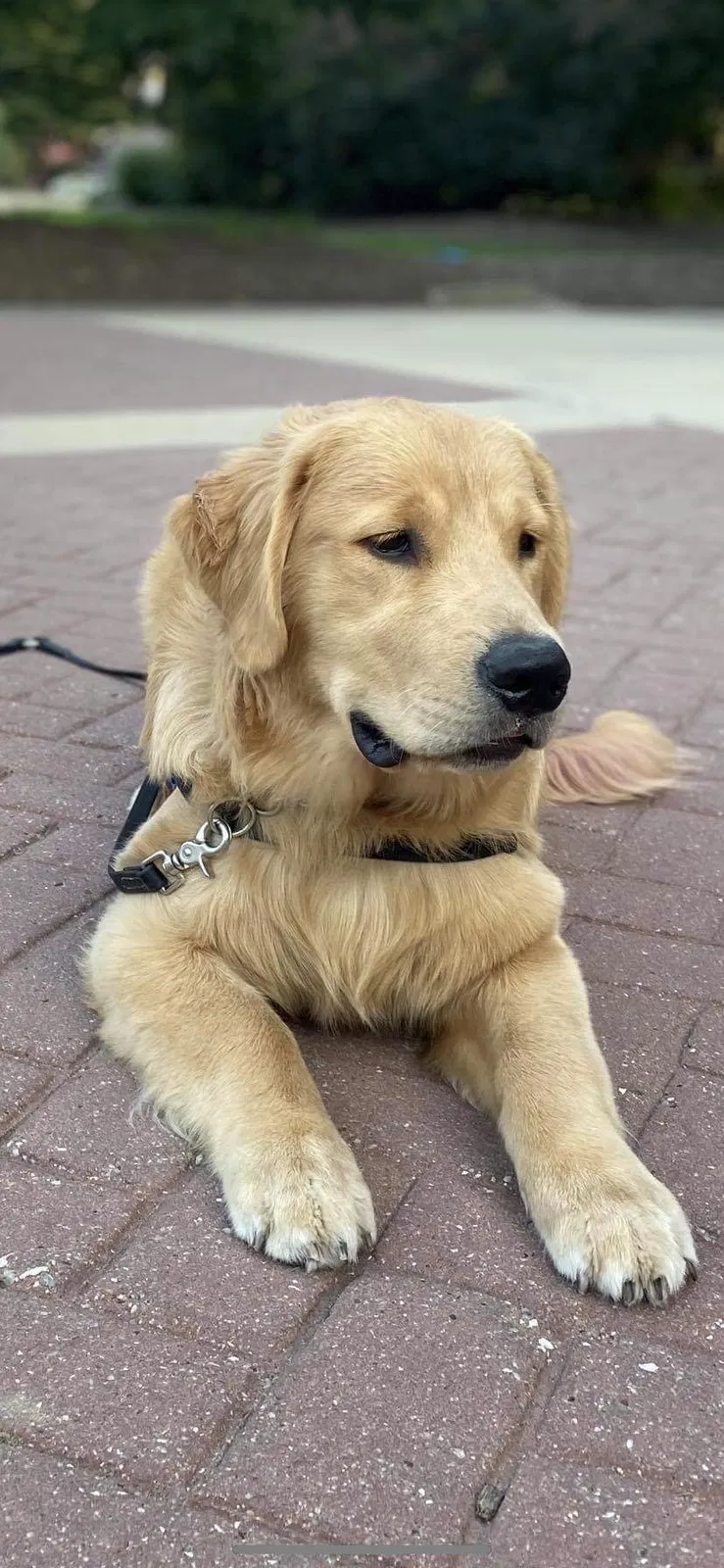 Lost dog in Louisville, OH, 44641