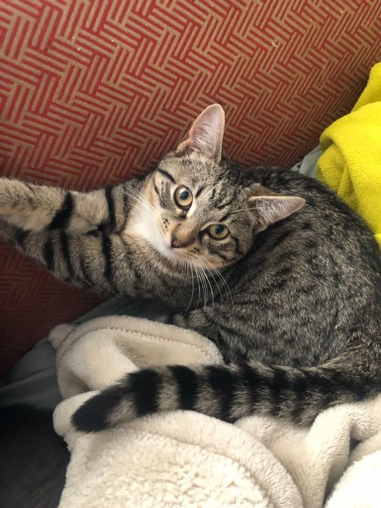 Lost cat in Avondale Estates, GA, 30002