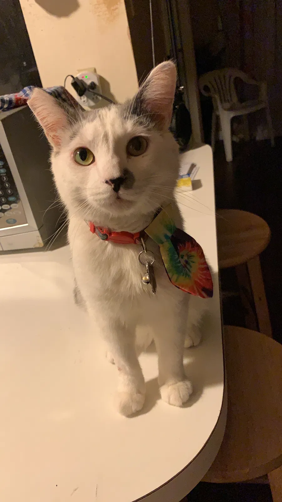 Lost cat in Riverside, CA, 92505