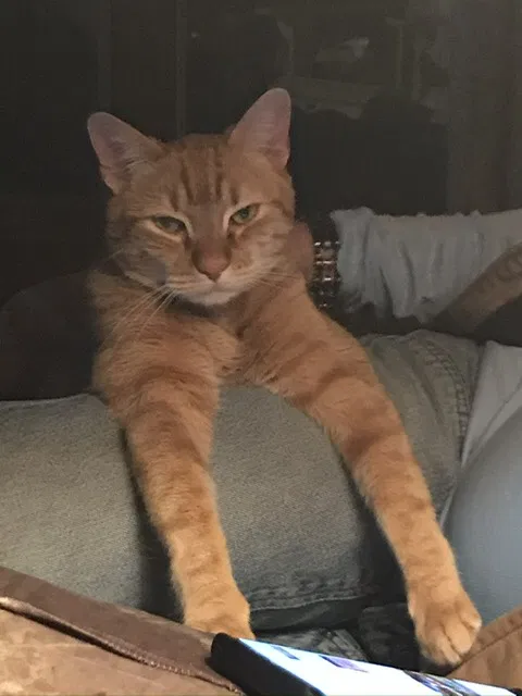 Lost cat in Islip Terrace, NY, 11752