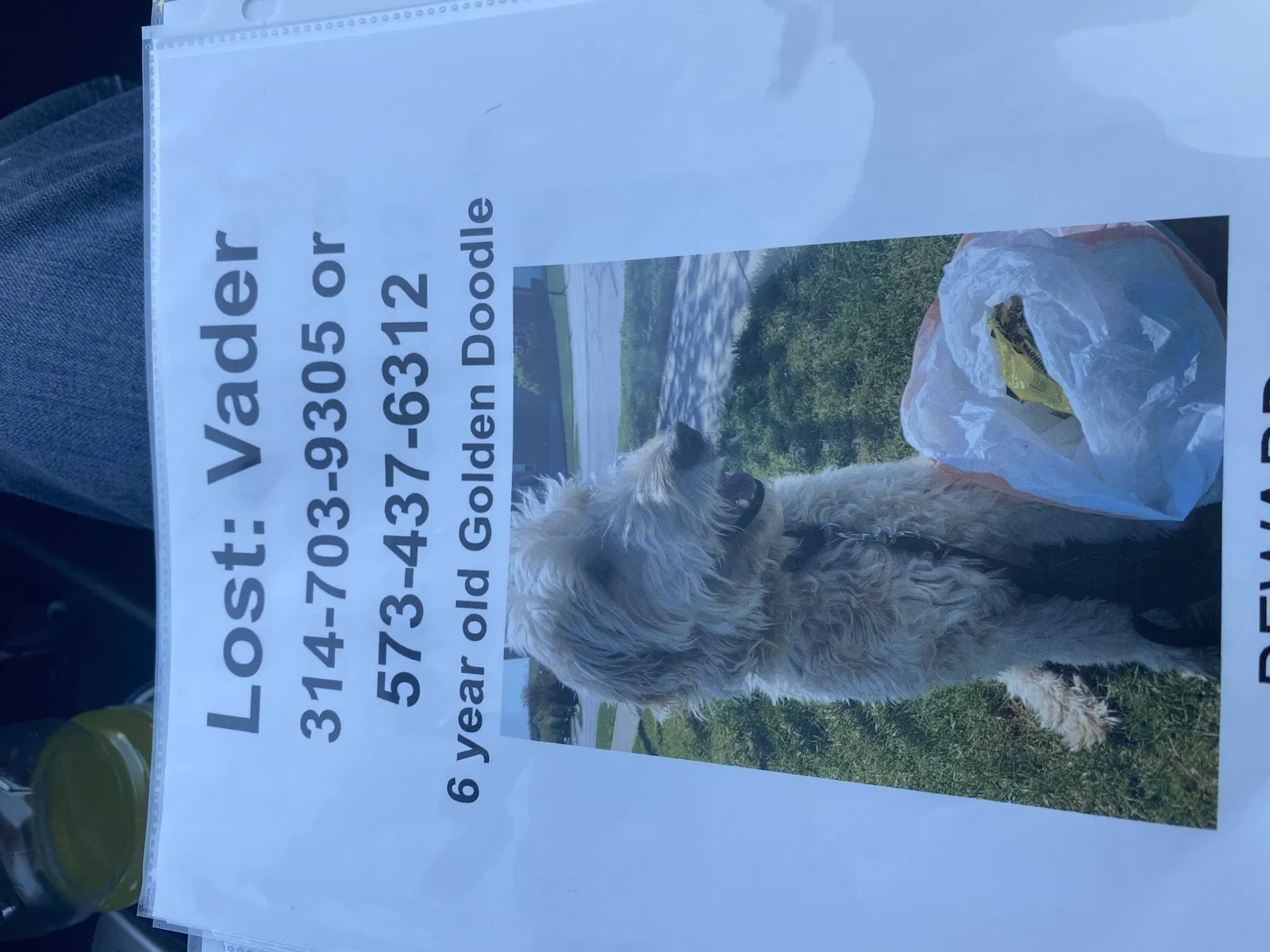 Lost dog in Bland, MO, 65014
