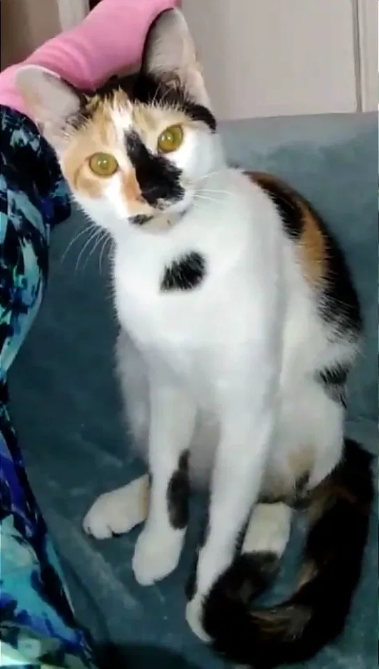 Lost cat in Taylorsville, NC, 28681