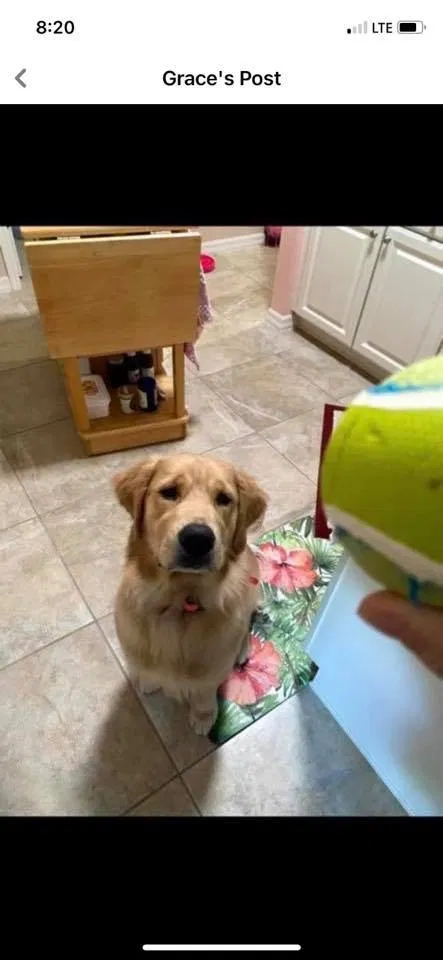 Lost dog in Louisville, OH, 44641