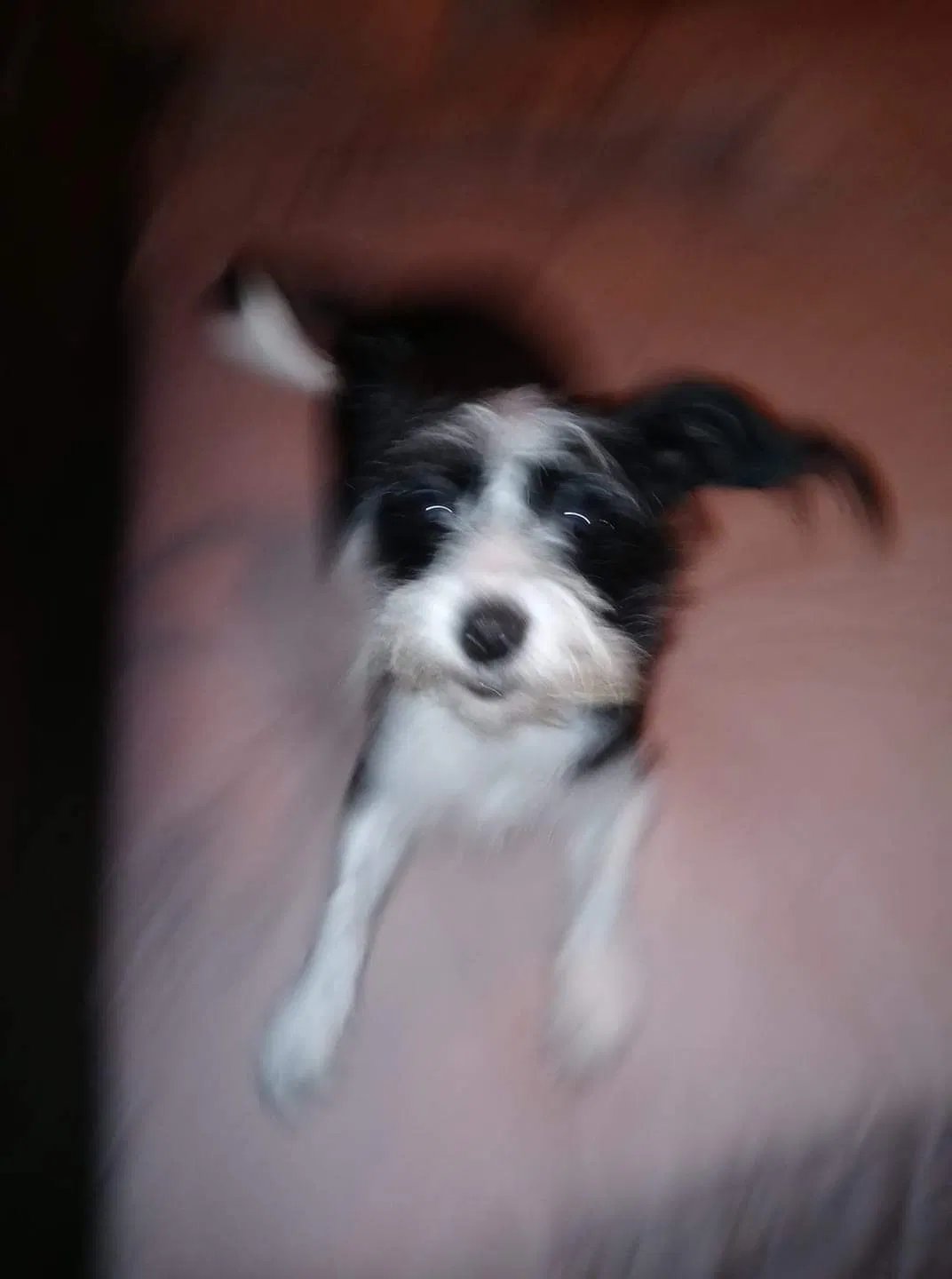 Lost dog in Mocksville, NC, 27028
