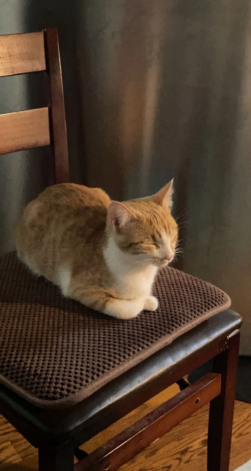 Lost cat in Reynoldsburg, OH, 43068