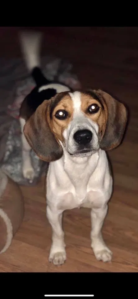 Lost dog in Baytown, TX, 77521