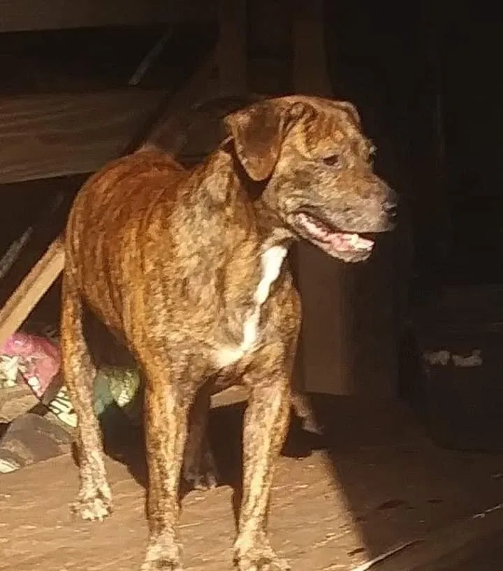 Lost dog in Inverness, FL, 34452
