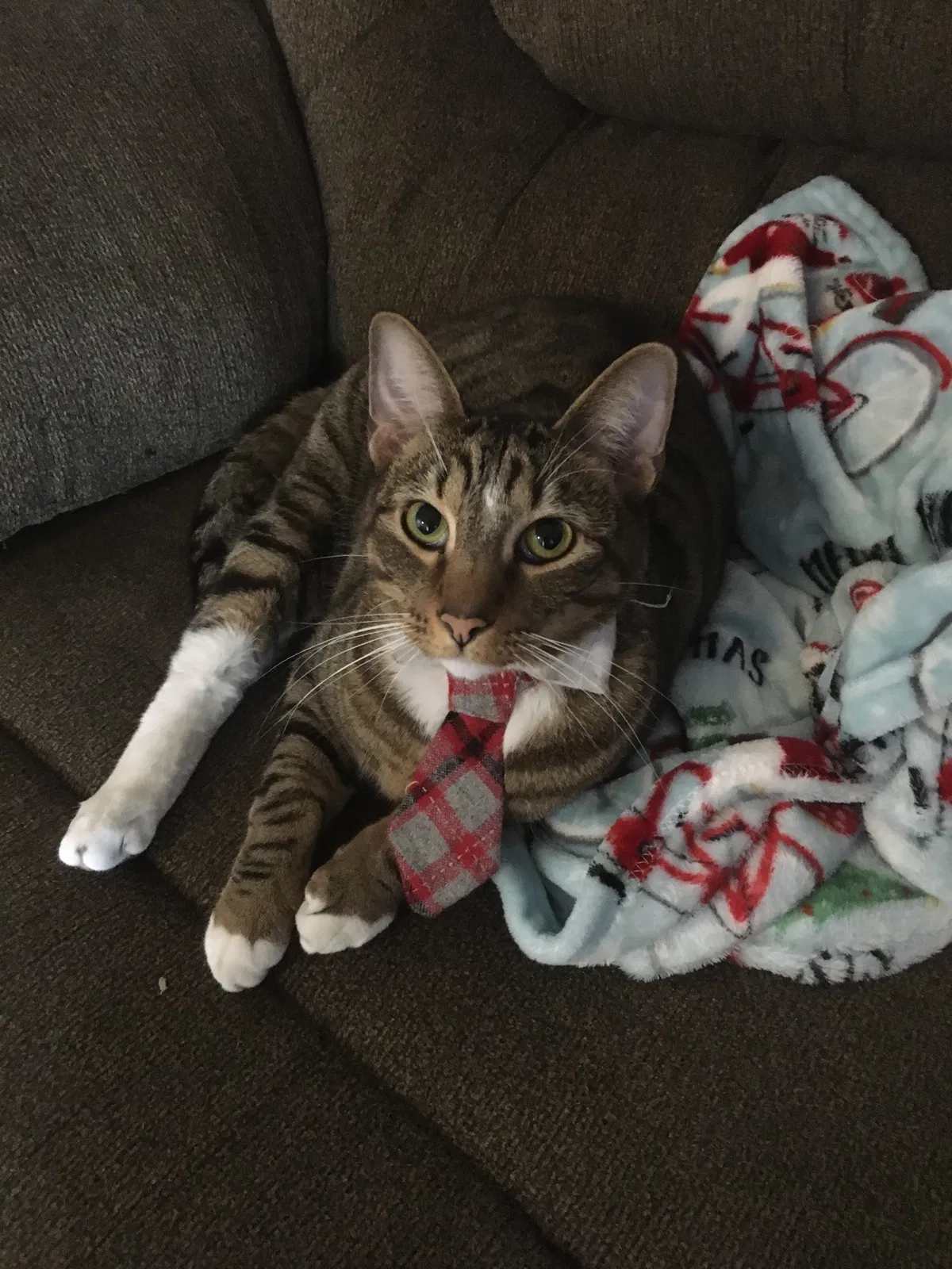 Lost cat in Trenton, NJ, 8620