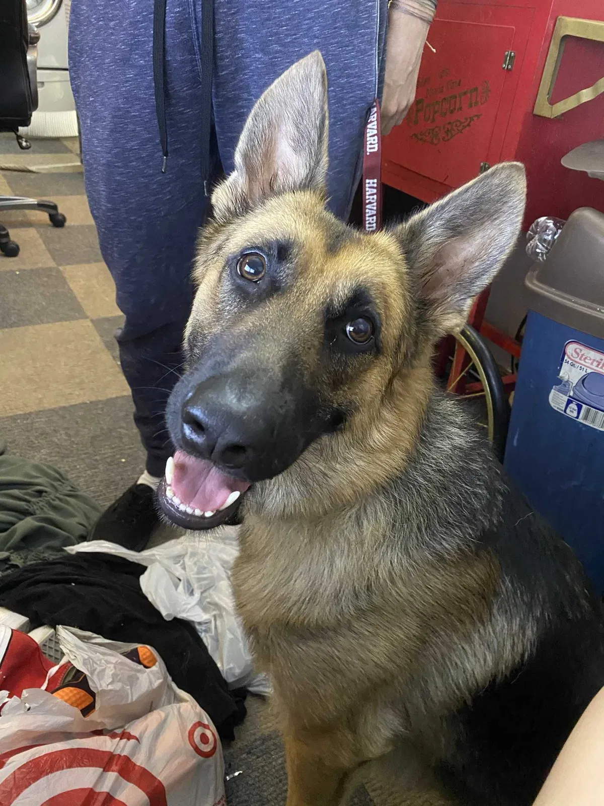 Lost dog in Greenwood, IN, 46142