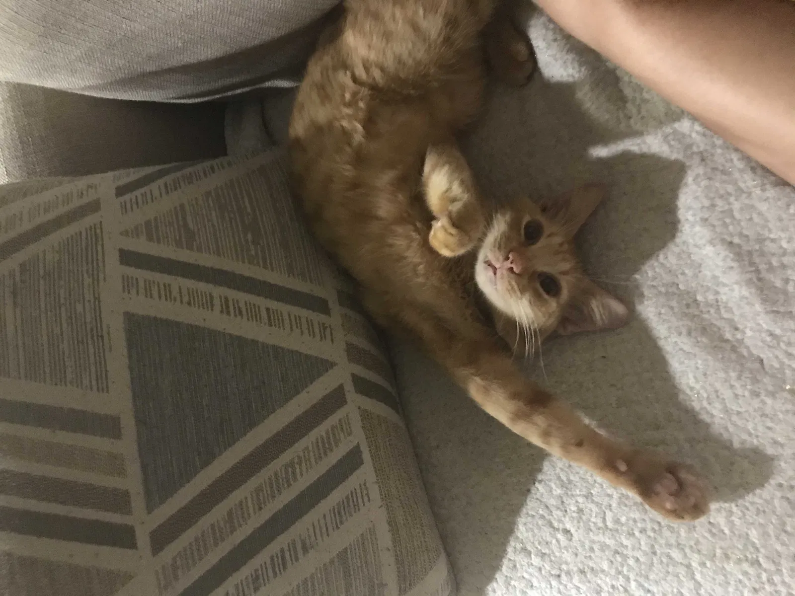 Lost cat in Winter Park, FL, 32792