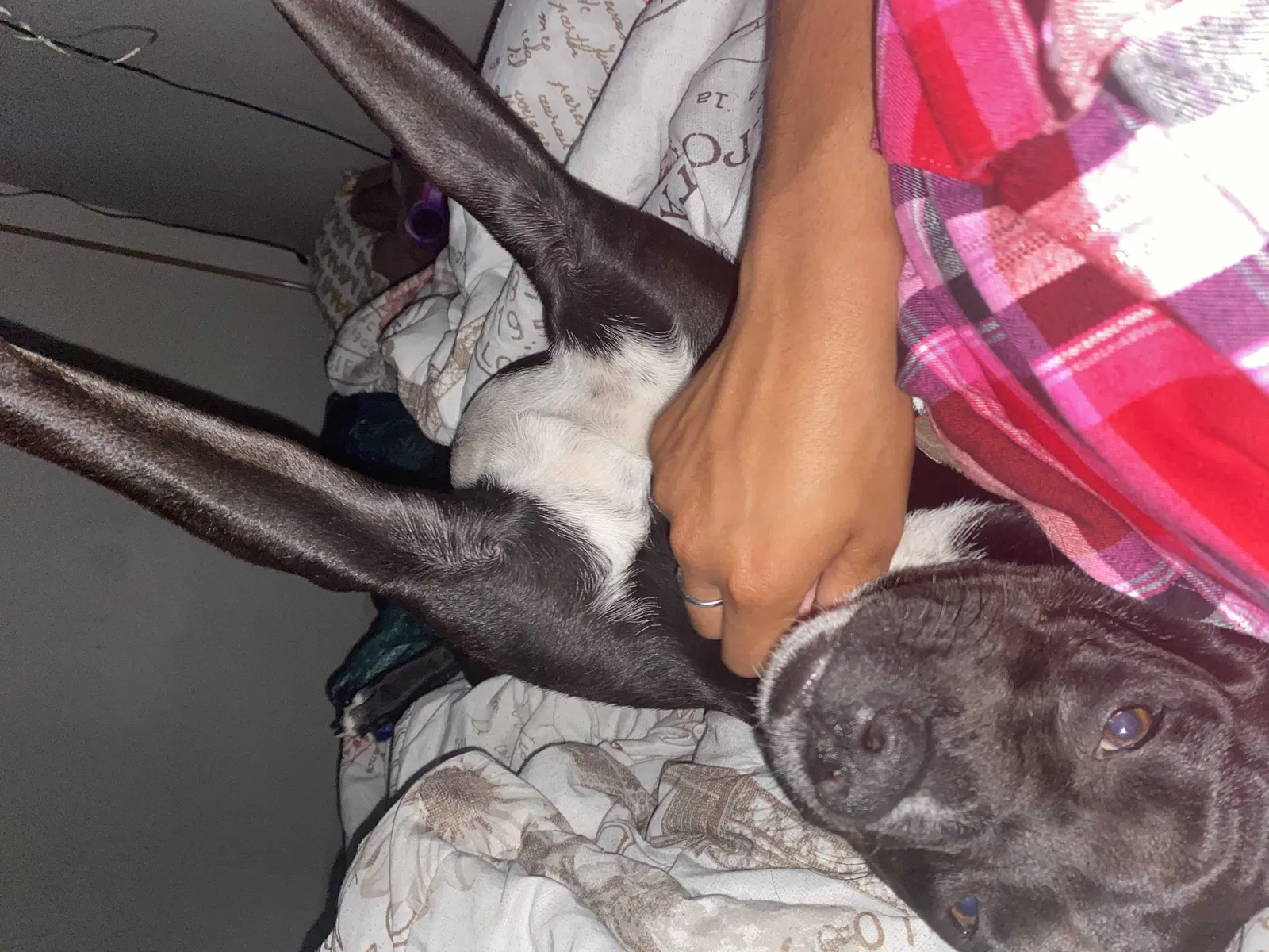 Lost dog in Columbus, OH, 43207