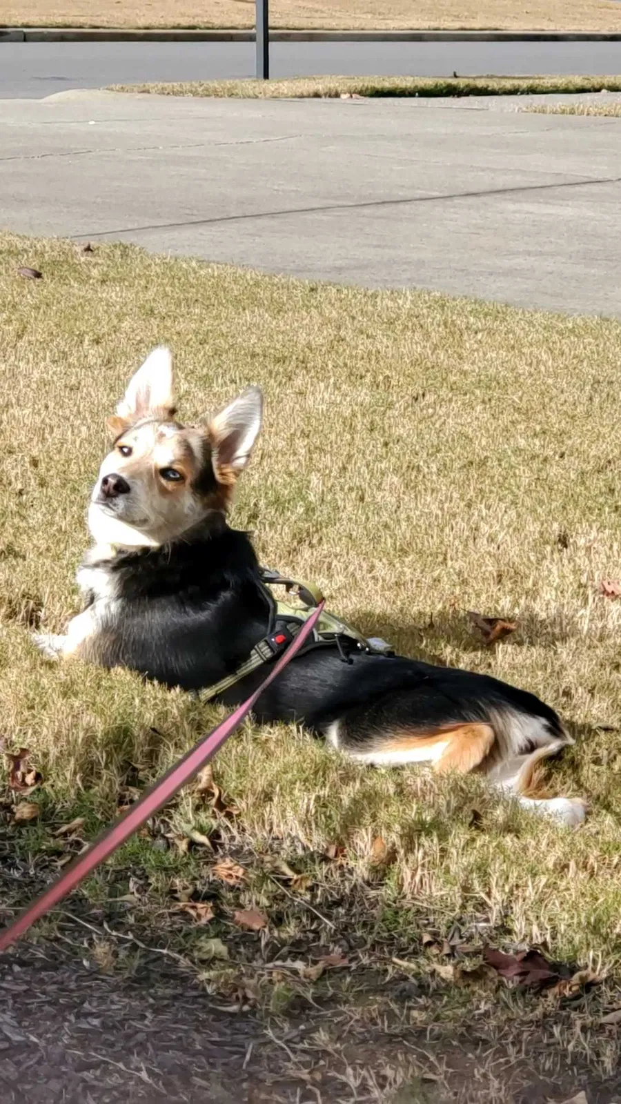 Lost dog in Mount Juliet, TN, 37122