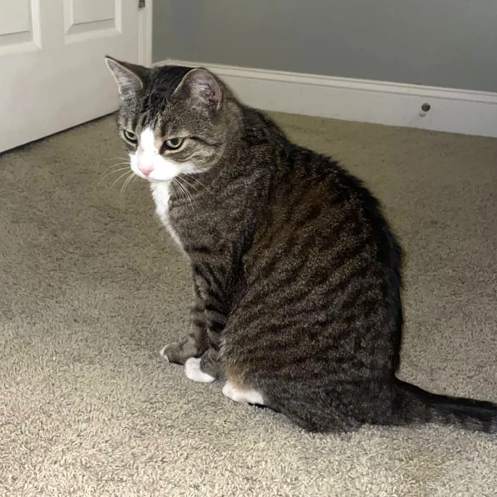 Lost cat in Sevierville, TN, 37862