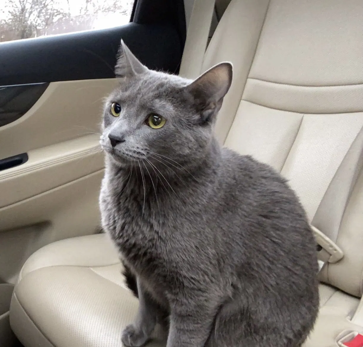 Lost cat in Midvale, UT, 84047