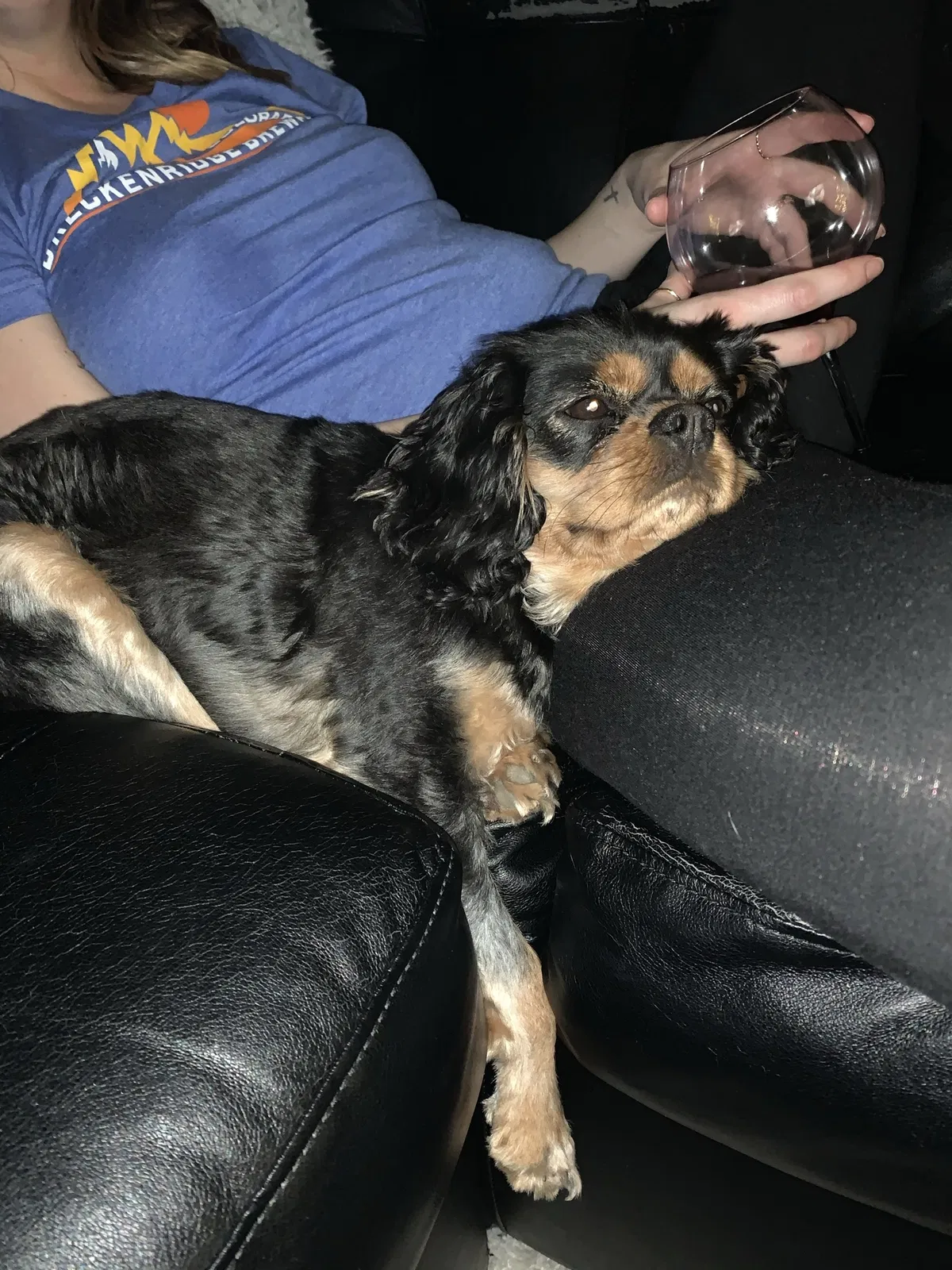 Lost dog in Nashville, TN, 37207