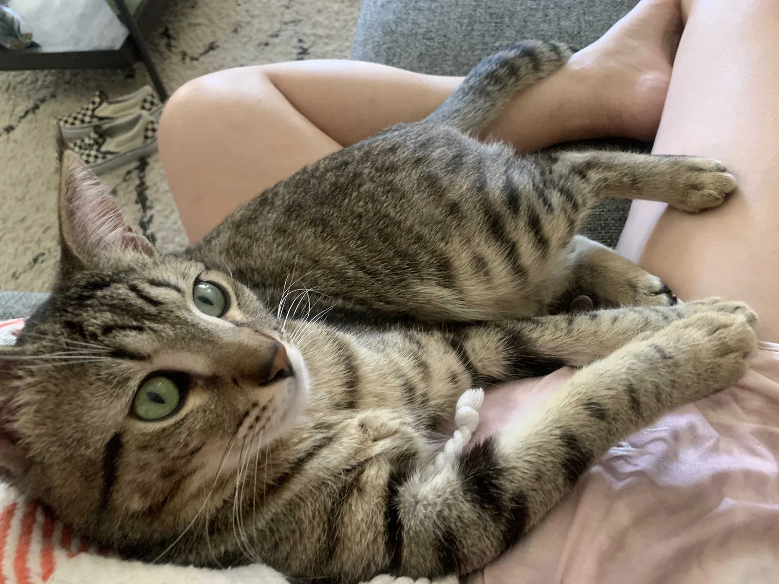 Lost cat in Simi Valley, CA, 93063
