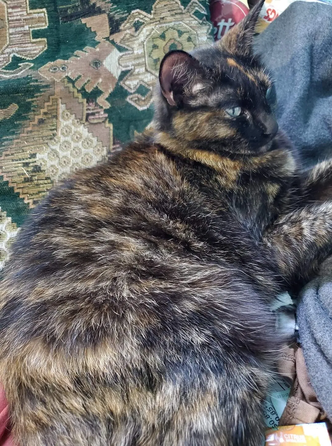 Lost cat in Sacramento, CA, 95841