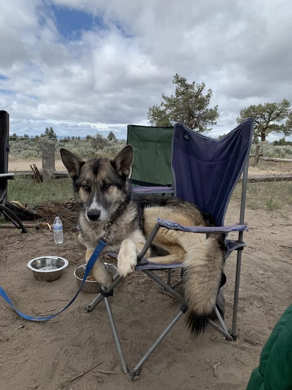 Lost dog in Colton, OR, 97017