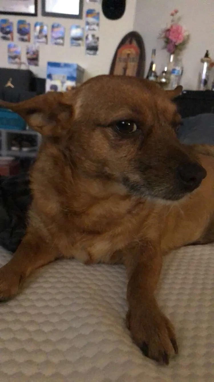 Lost dog in Las Vegas, NV, 89106