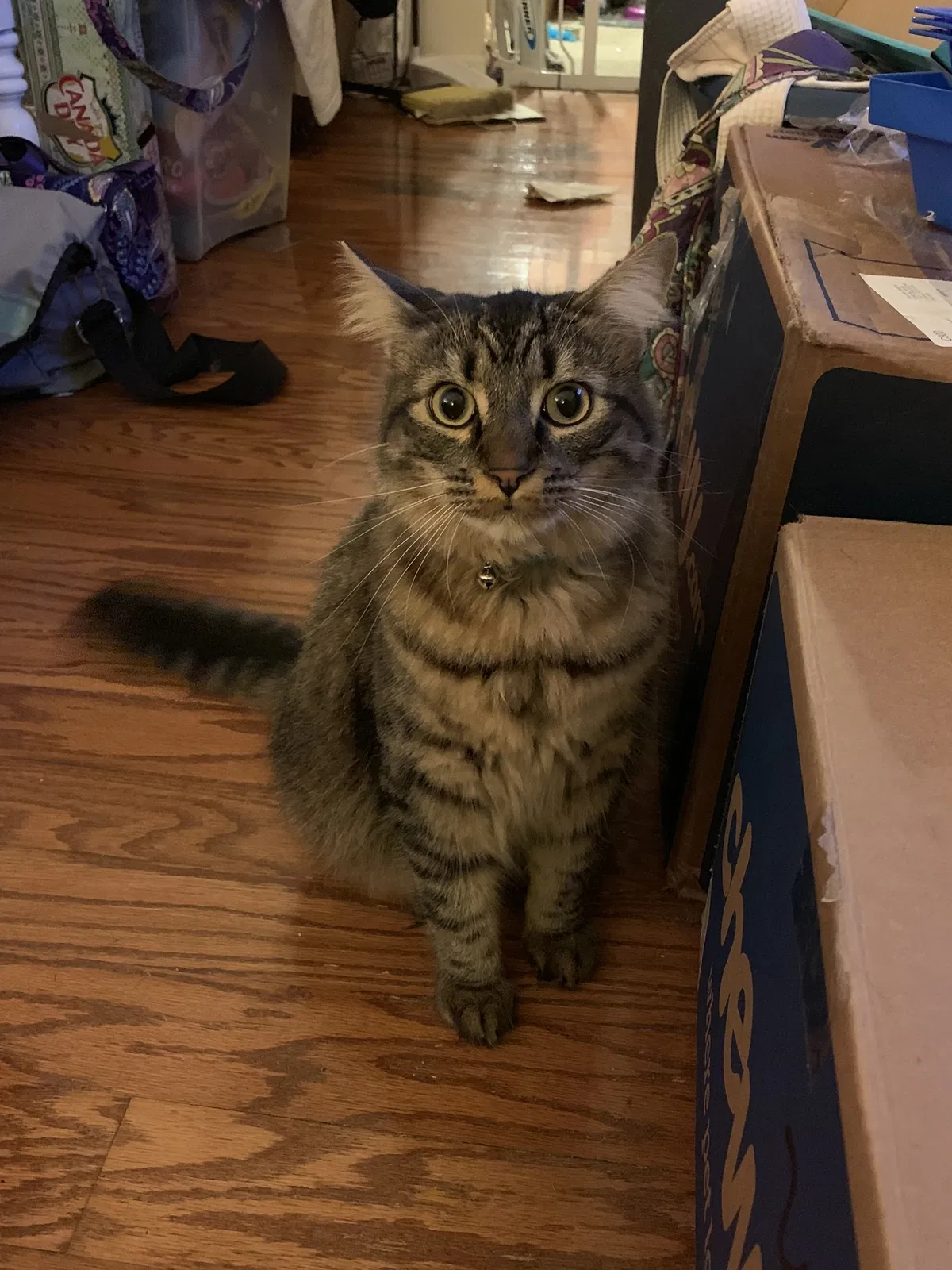 Lost cat in Greensboro, NC, 27407