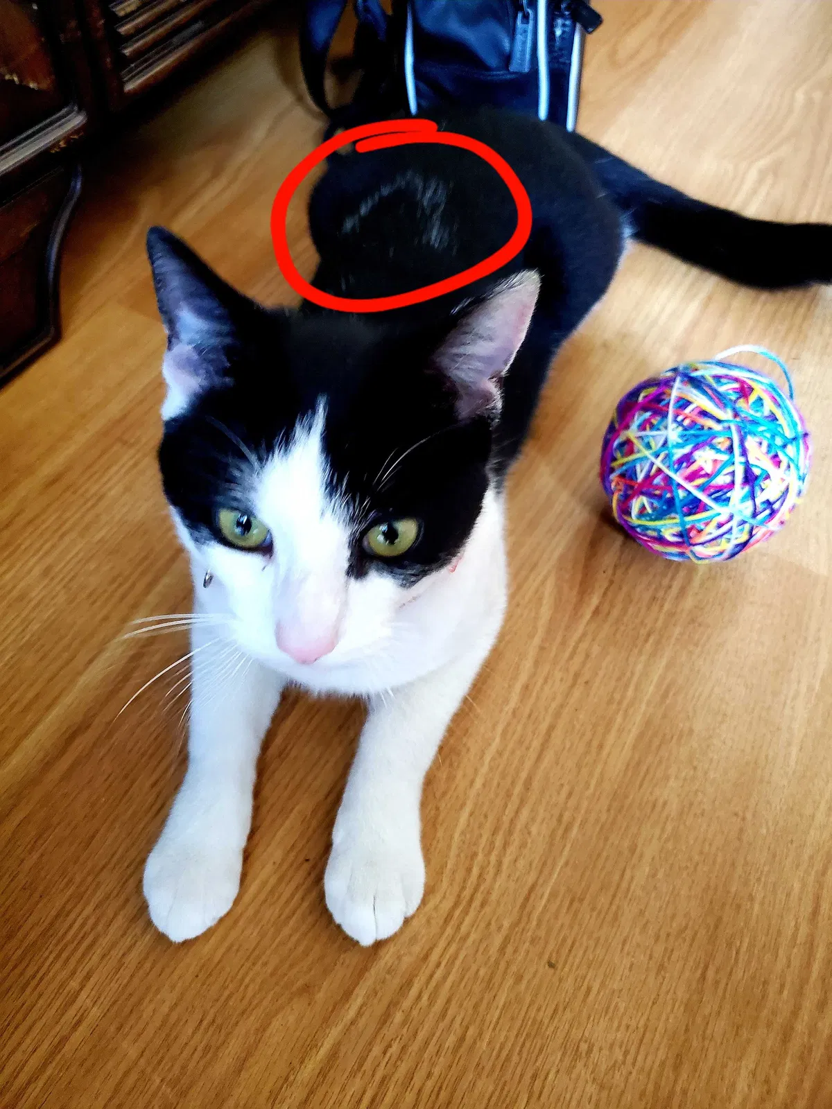 Lost cat in Chula Vista, CA, 91911