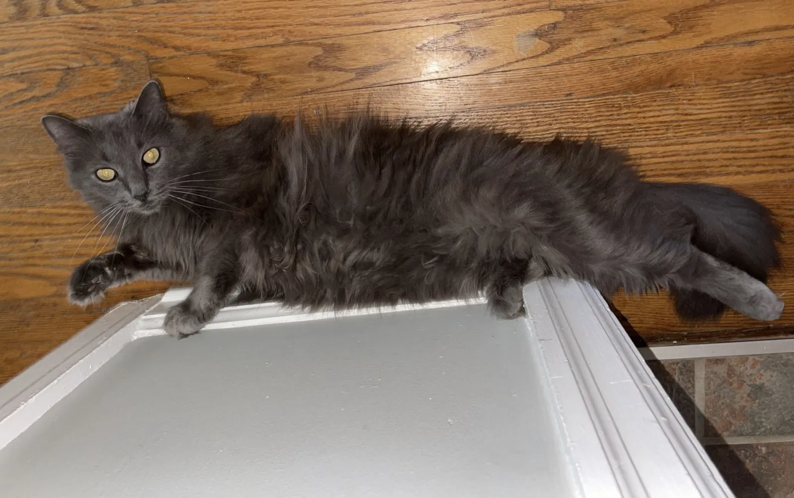 Lost cat in Cincinnati, OH, 45247