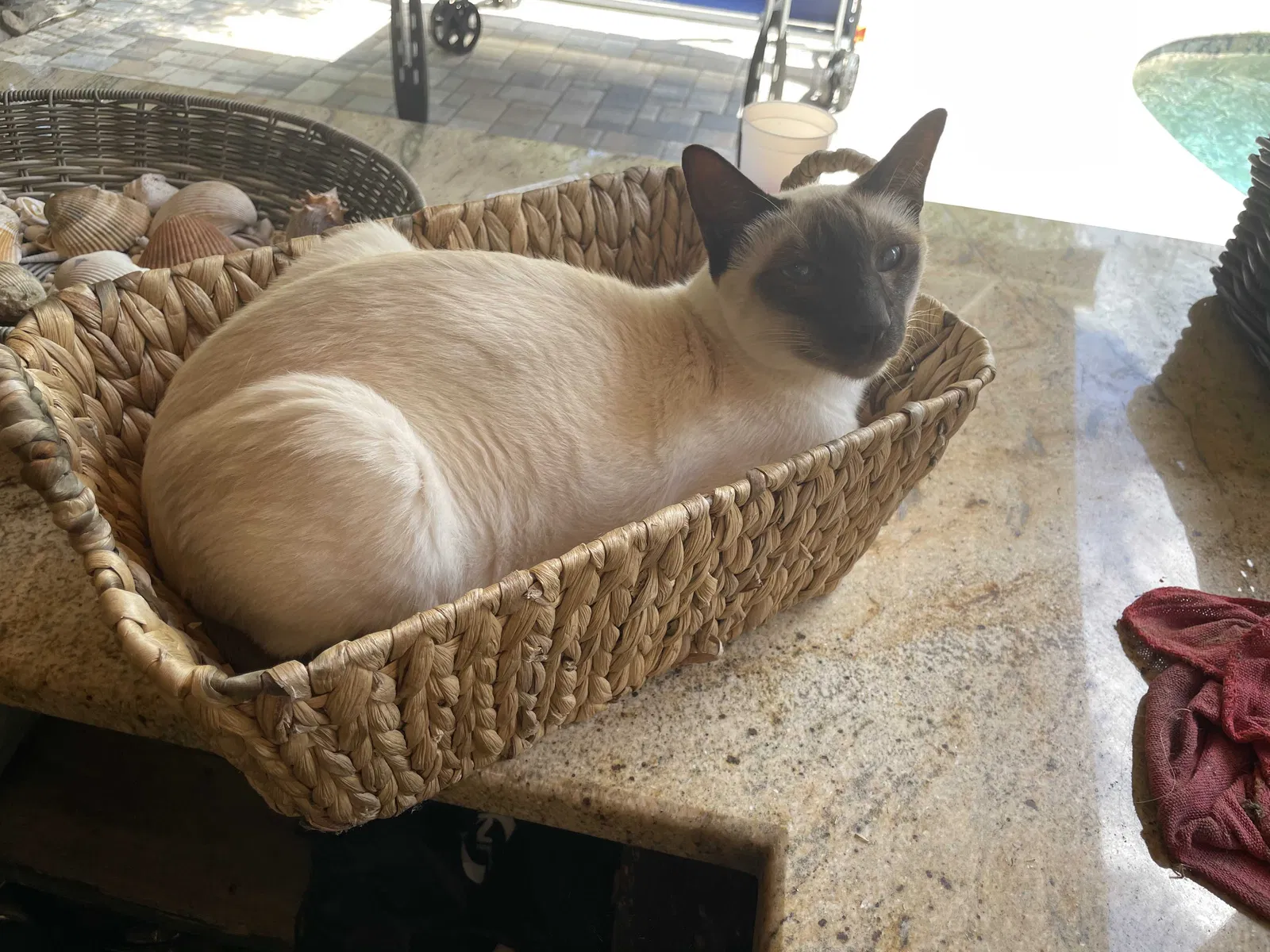 Lost cat in Odessa, FL, 33556