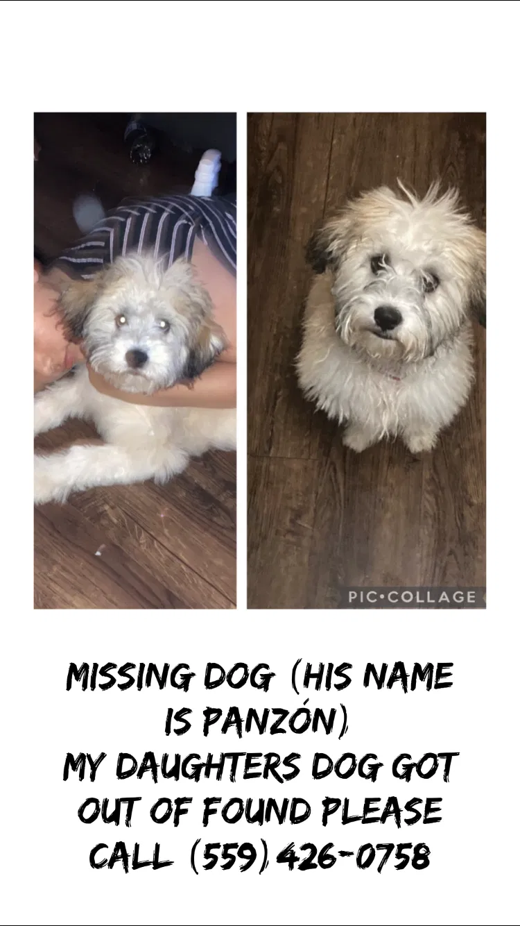 Lost dog in Squaw Valley, CA, 93675
