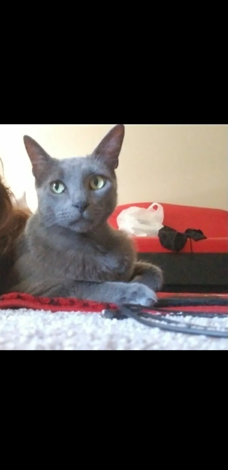 Lost cat in Tampa, FL, 33618