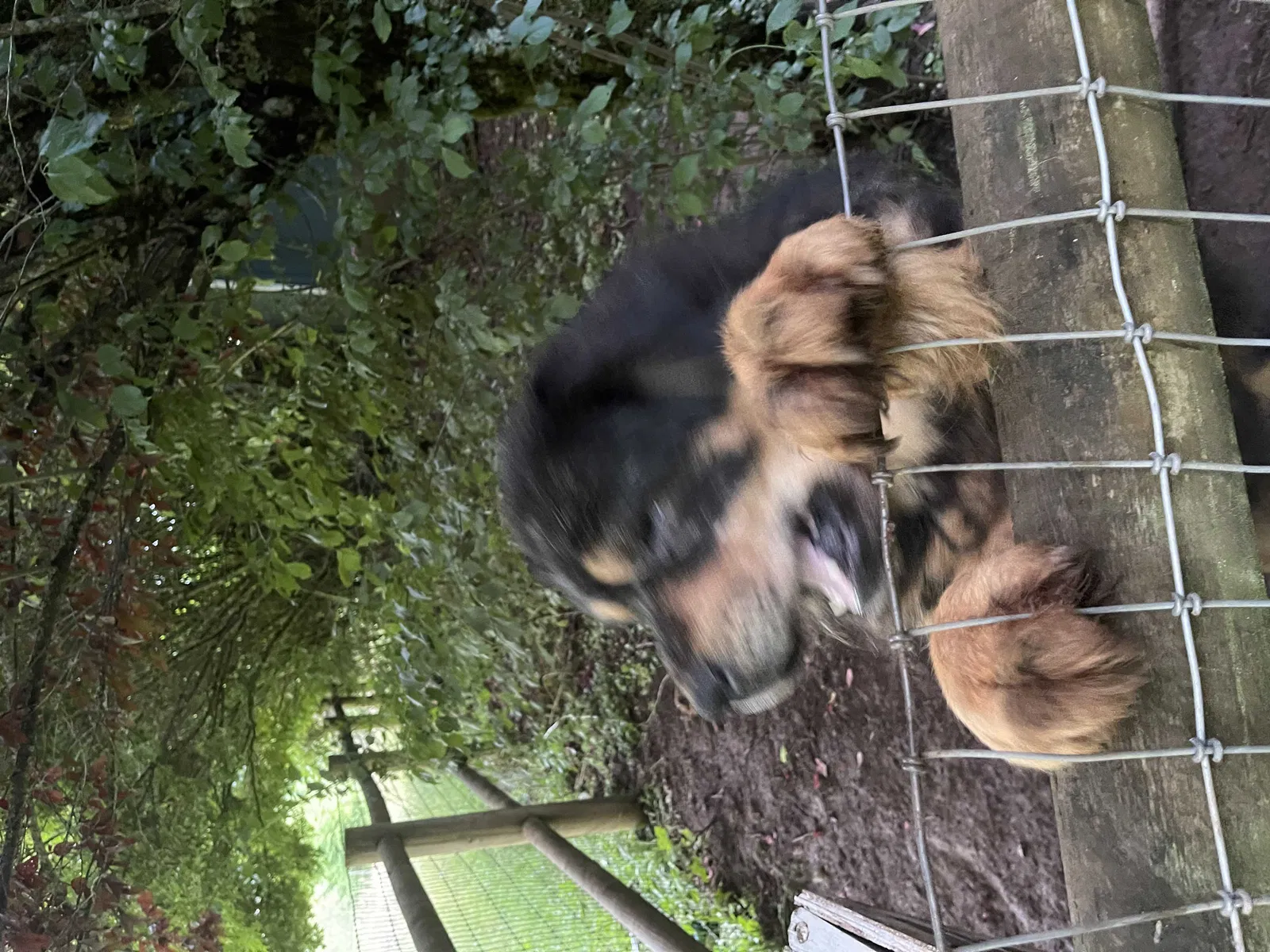 Lost dog in Estacada, OR, 97023