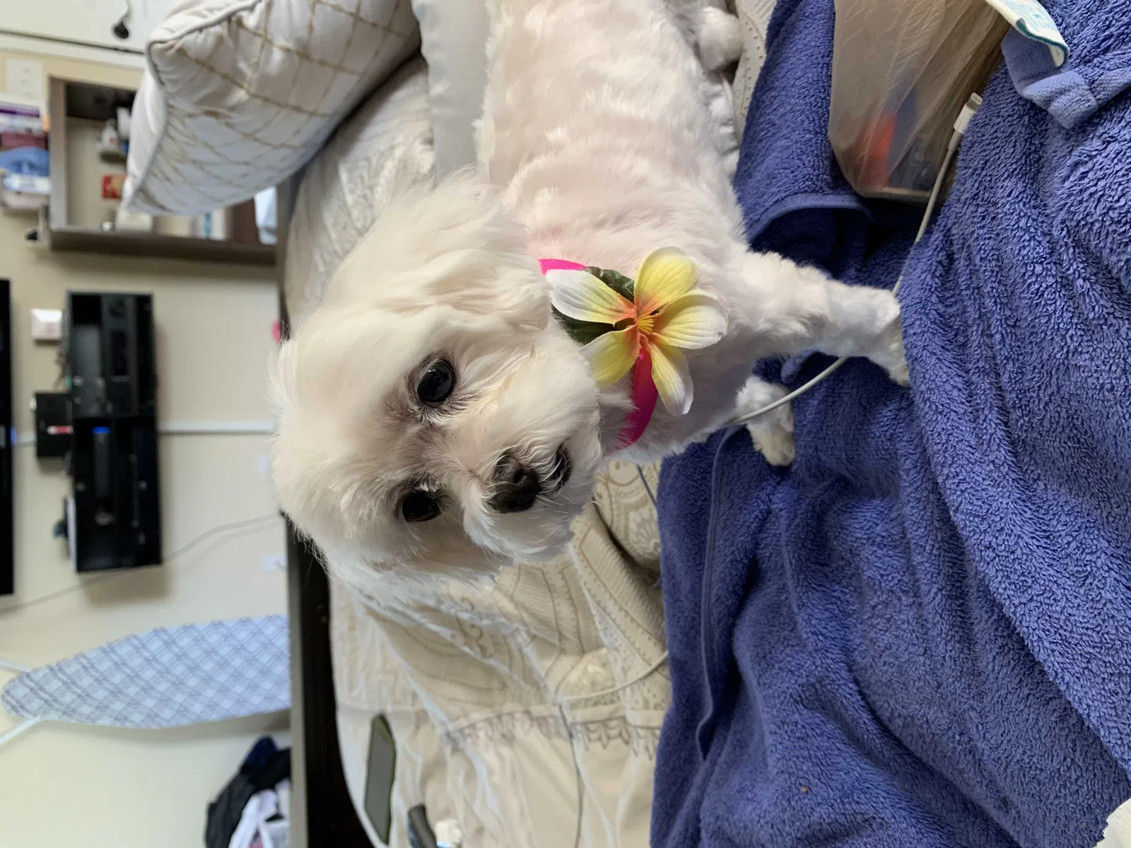 Lost dog in Norfolk, VA, 23509
