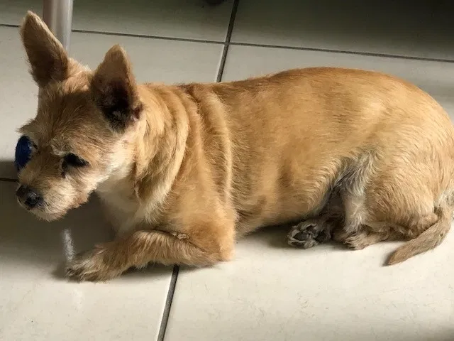 Lost dog in Miami, FL, 33144