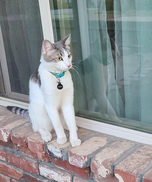 Lost cat in Clovis, CA, 93612