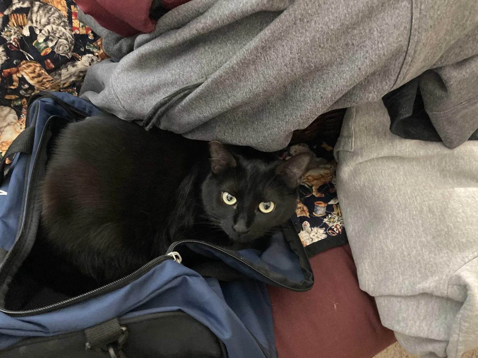 Lost cat in Elk Grove, CA, 95758