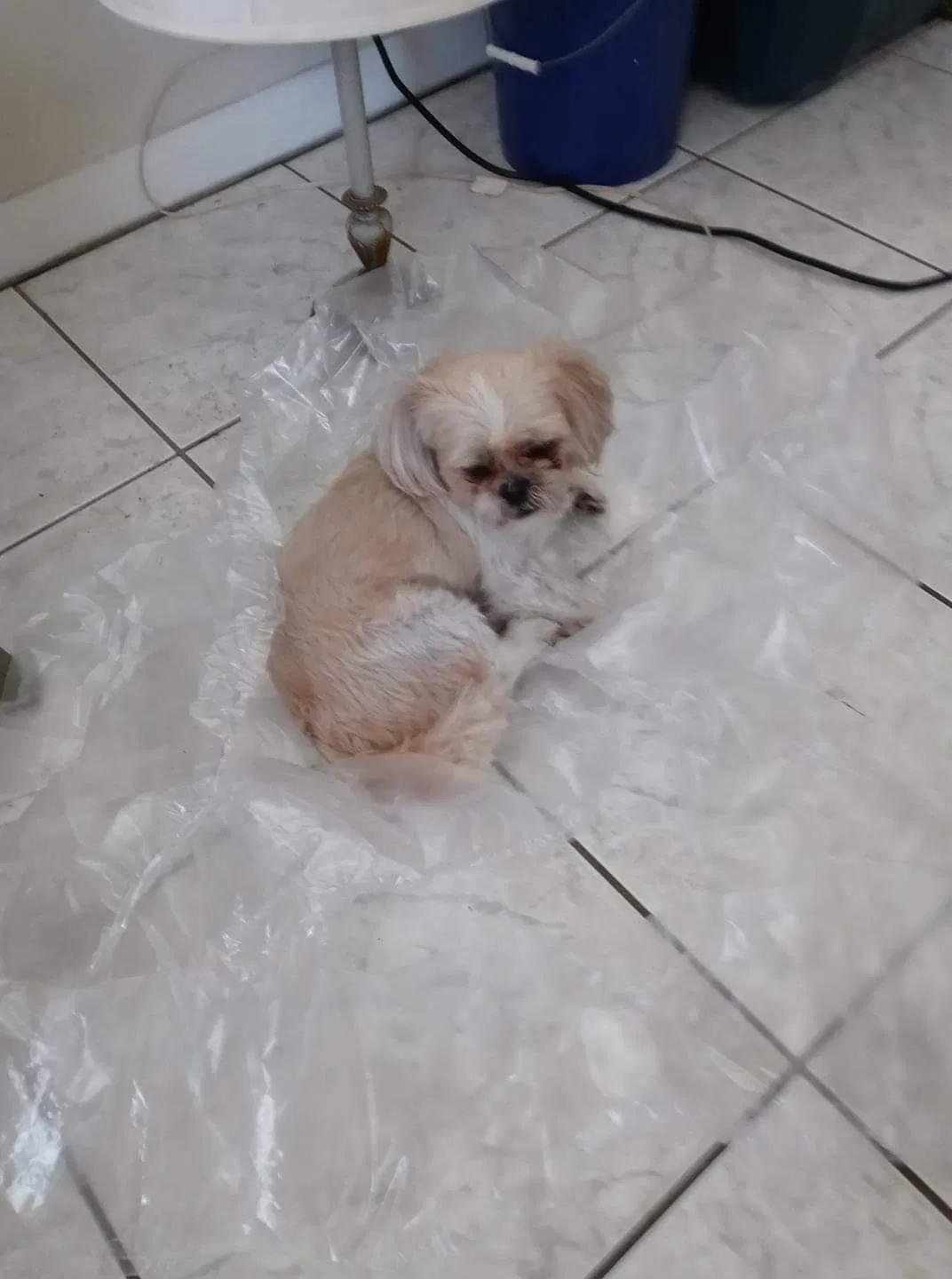 Lost dog in Tampa, FL, 33610