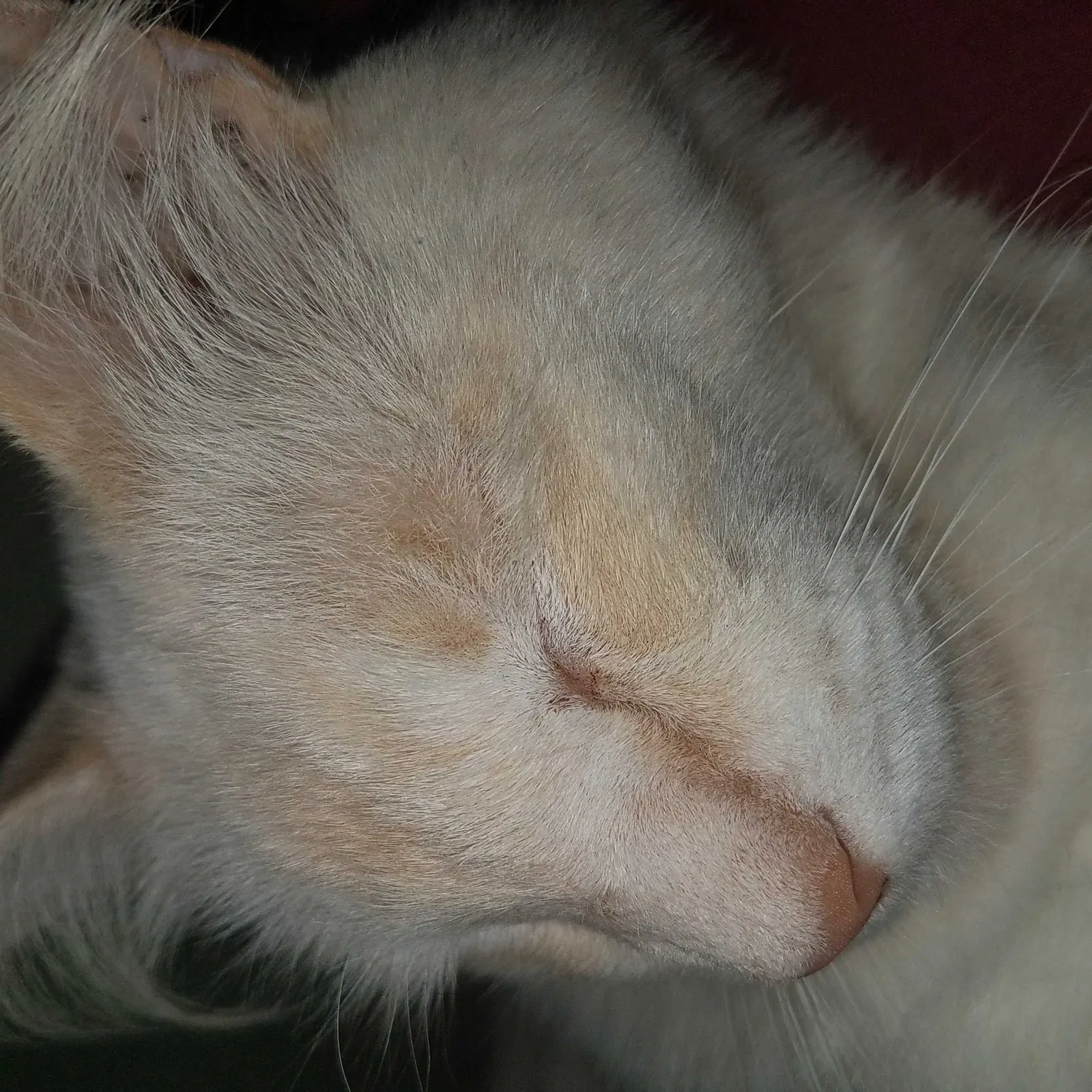 Lost cat in Carmichael, CA, 95608