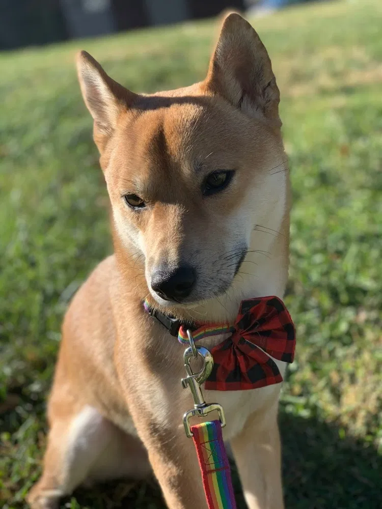 Lost dog in Kansas City, MO, 64117