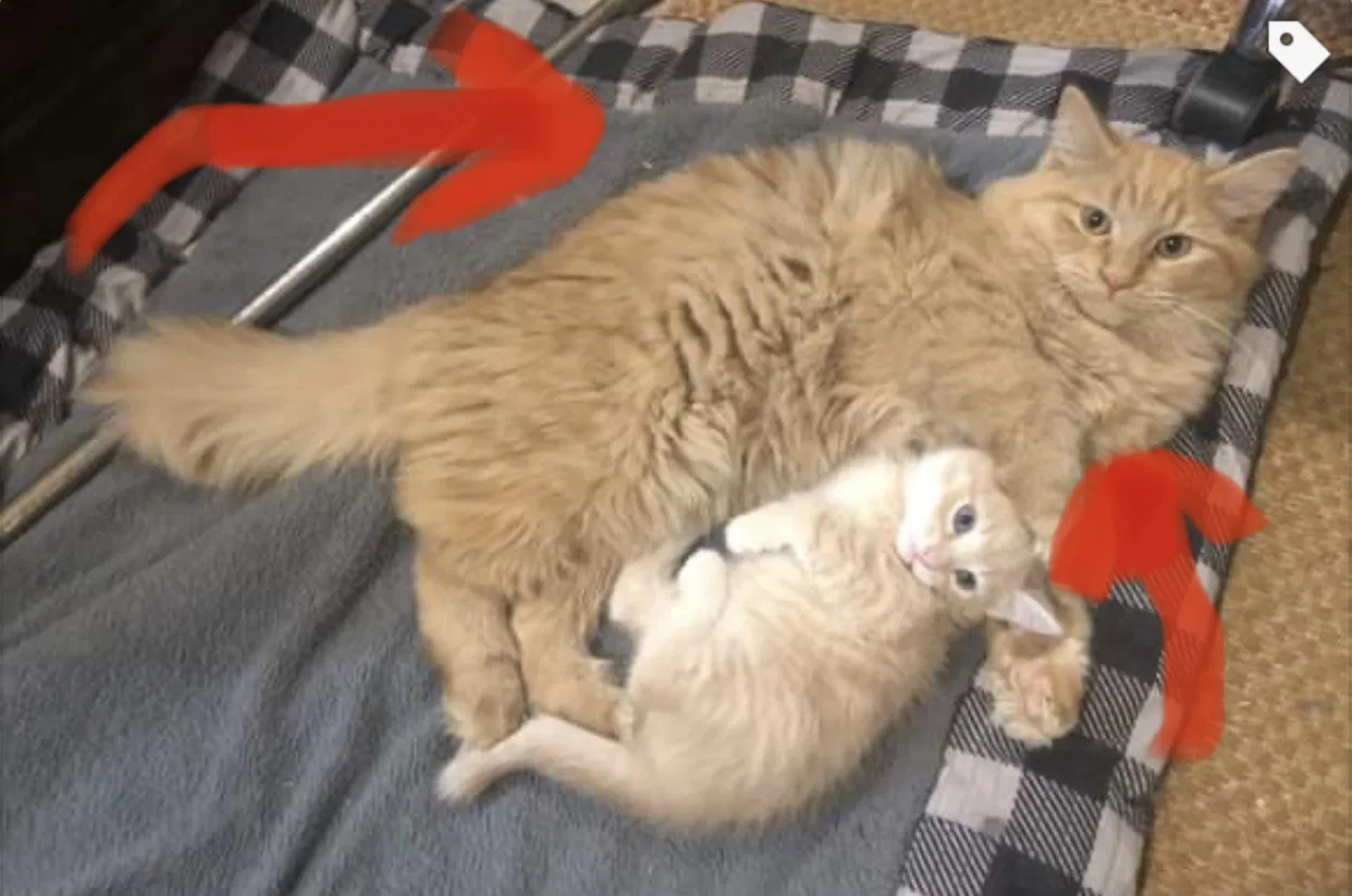 Lost cat in Greensburg, PA, 15601