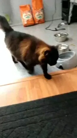 Lost cat in Seattle, WA, 98178