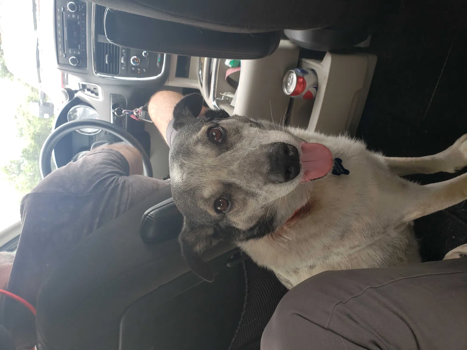 Lost dog in Kingsland, GA, 31548