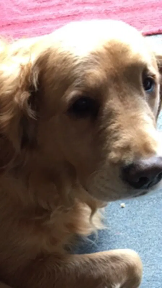 Lost dog in Forestville, NY, 14062